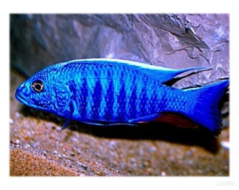 Electric Blue ahli Diet