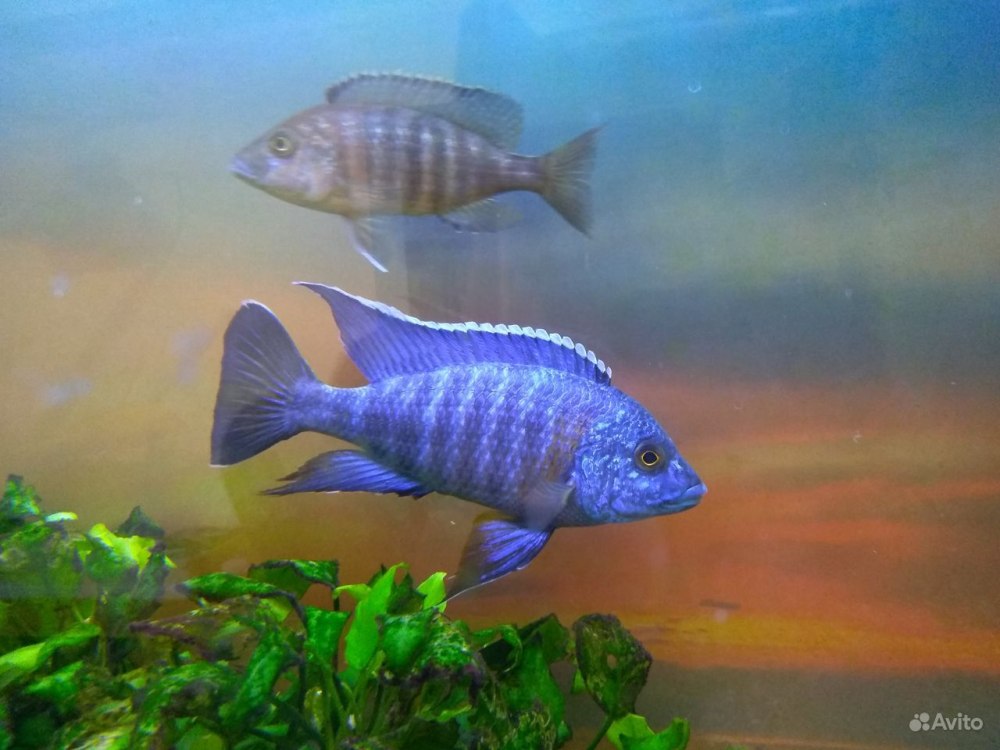 Аулонокара Ньяса голубая