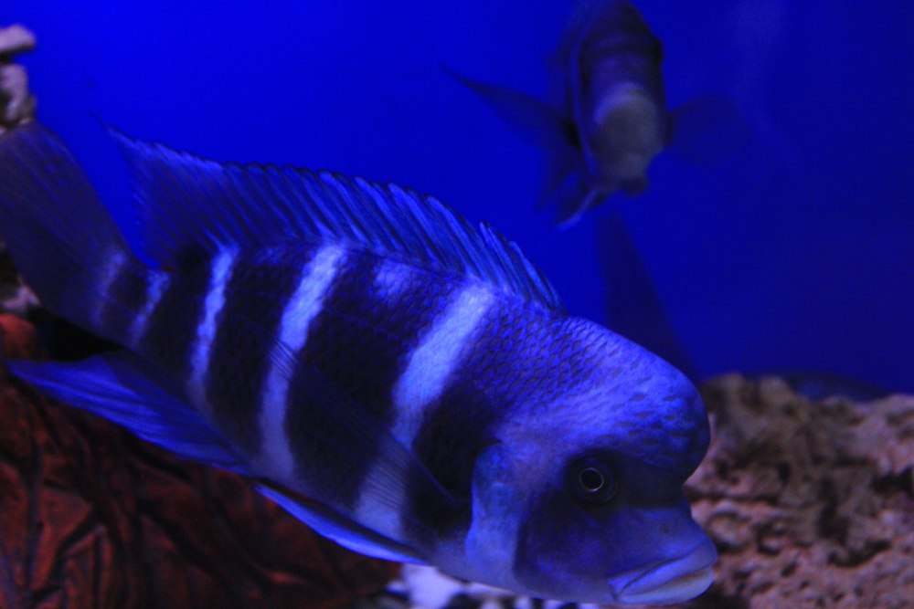 Цихлиды Королева Виктория