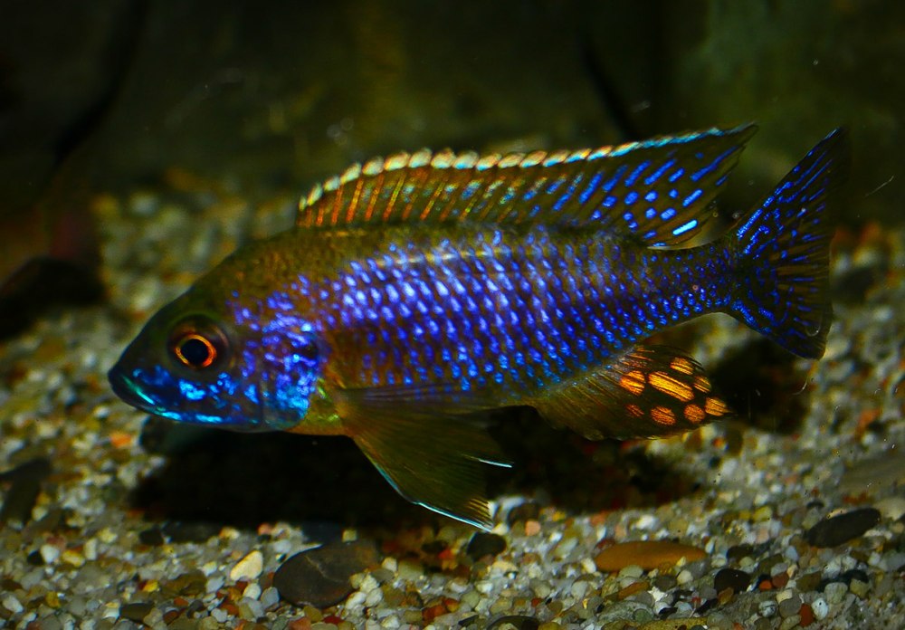 Аулунокары Королева Ньяса