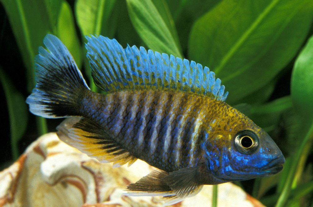 Emperor Cichlid