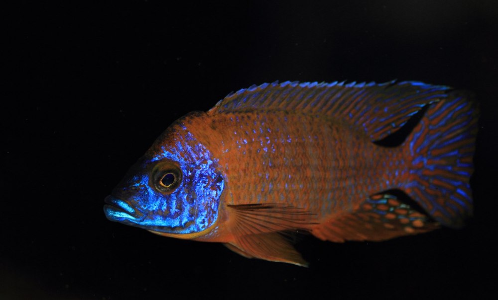 Аулонокара красный Павлин