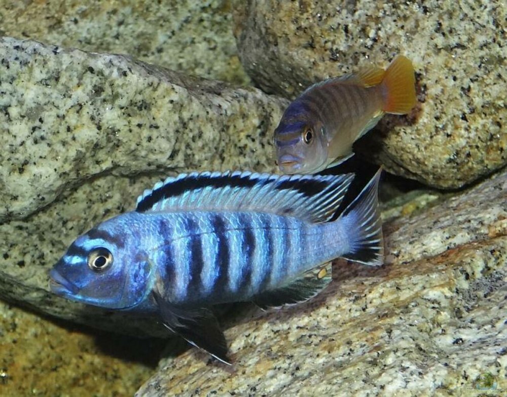 Псевдотрофеус орнатус