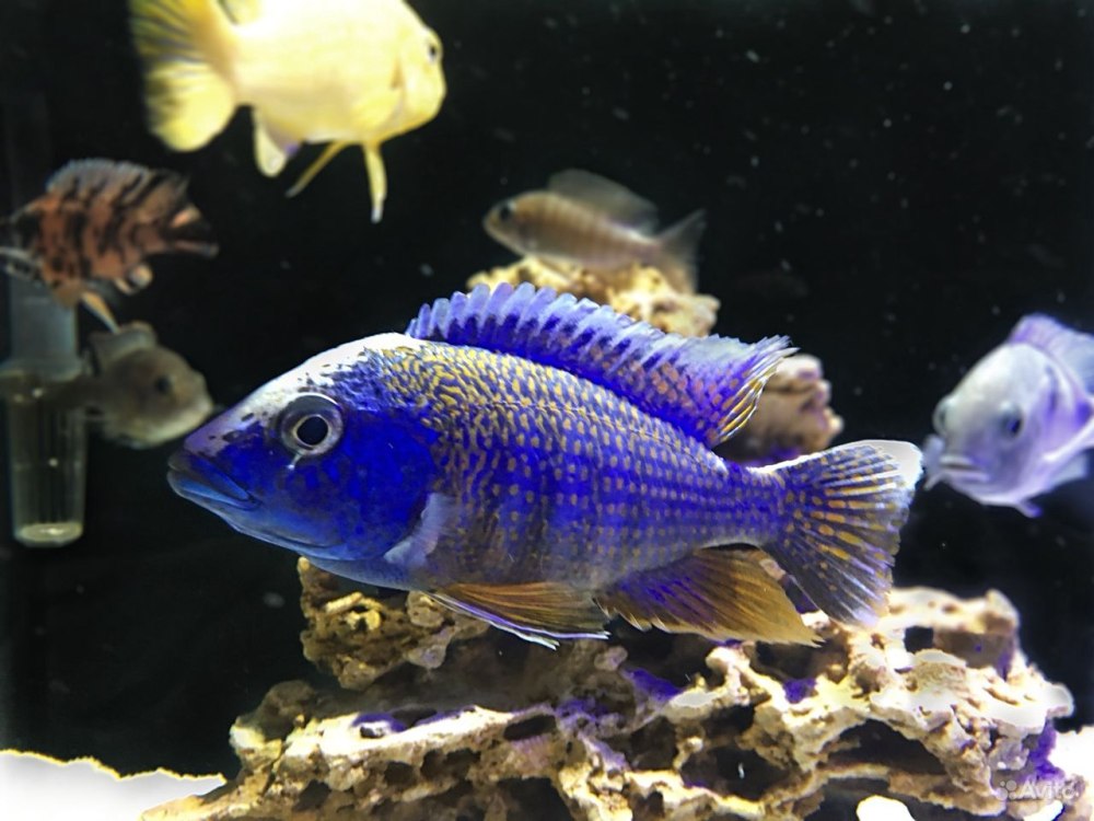 Аулонокара мультиколор