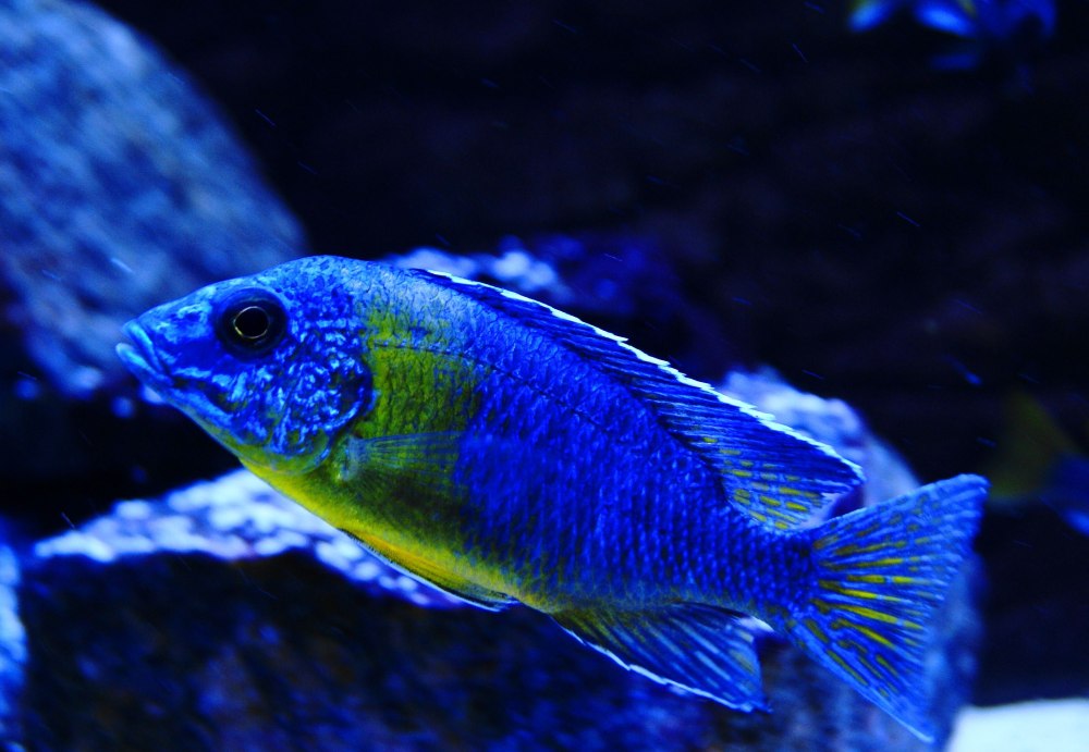 Аулонокара Майланда