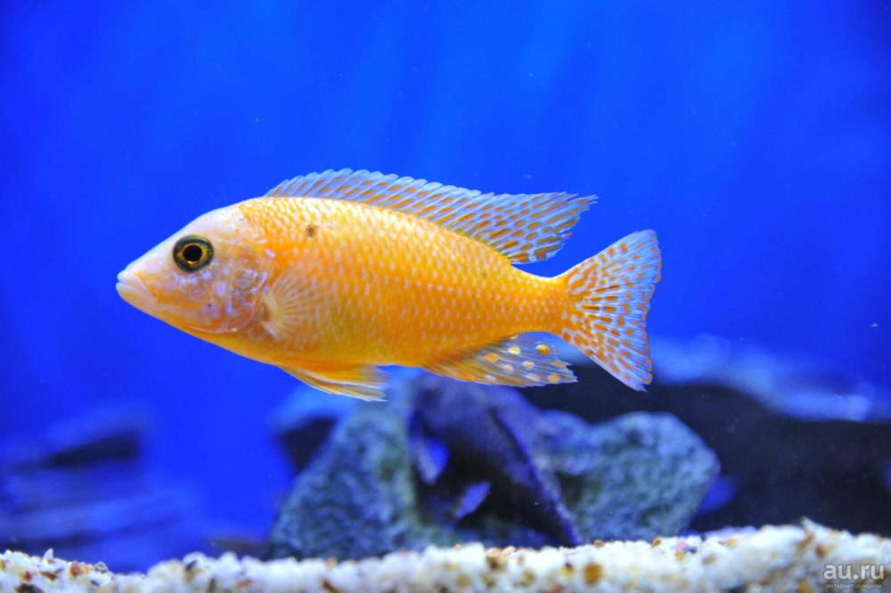 Цихлиды Аулонокара