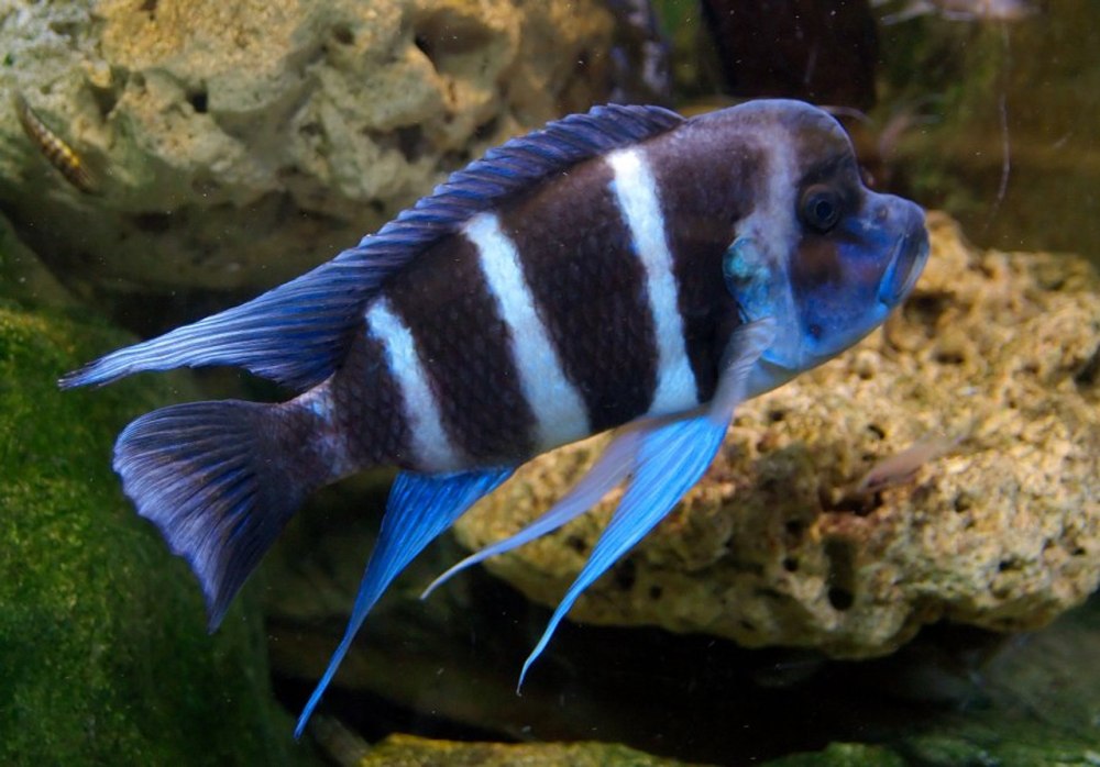 Рыба Фронтоза Королева Танганьики