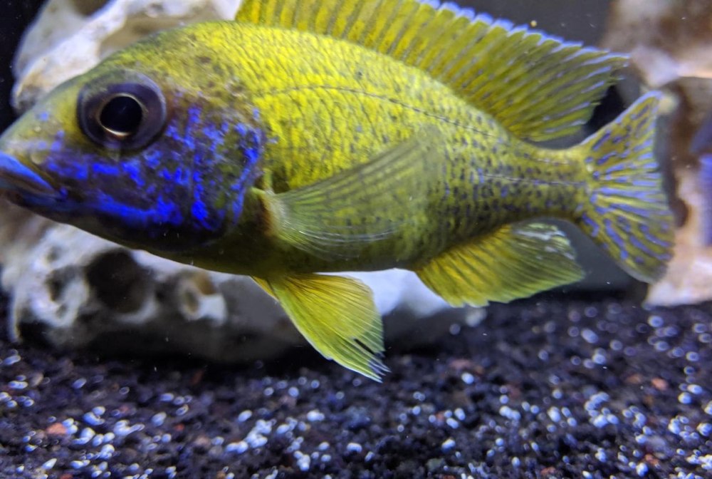Цихлазома Аулонокара