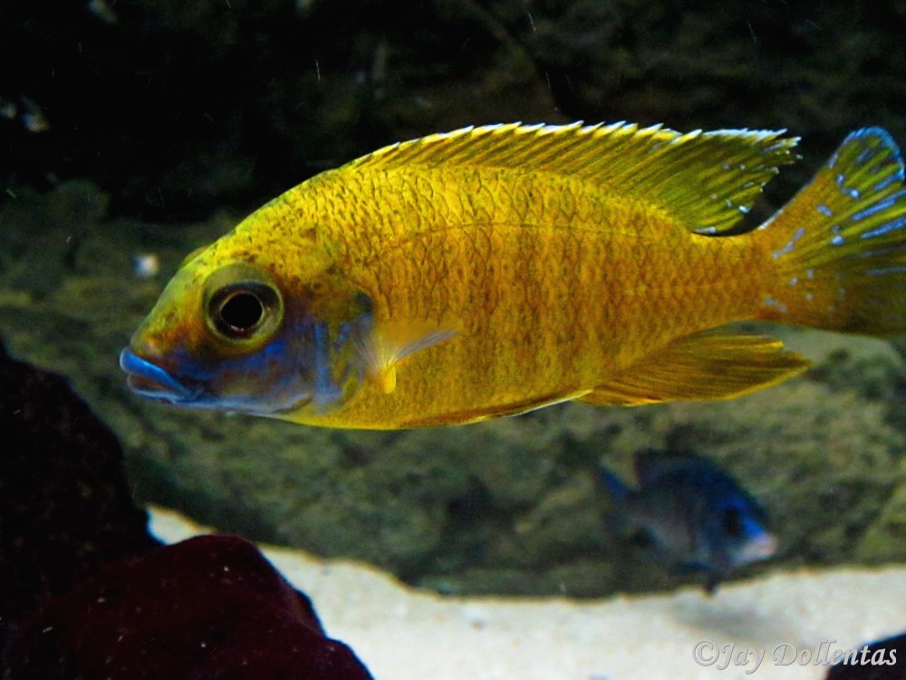 Аулонокара Бенши