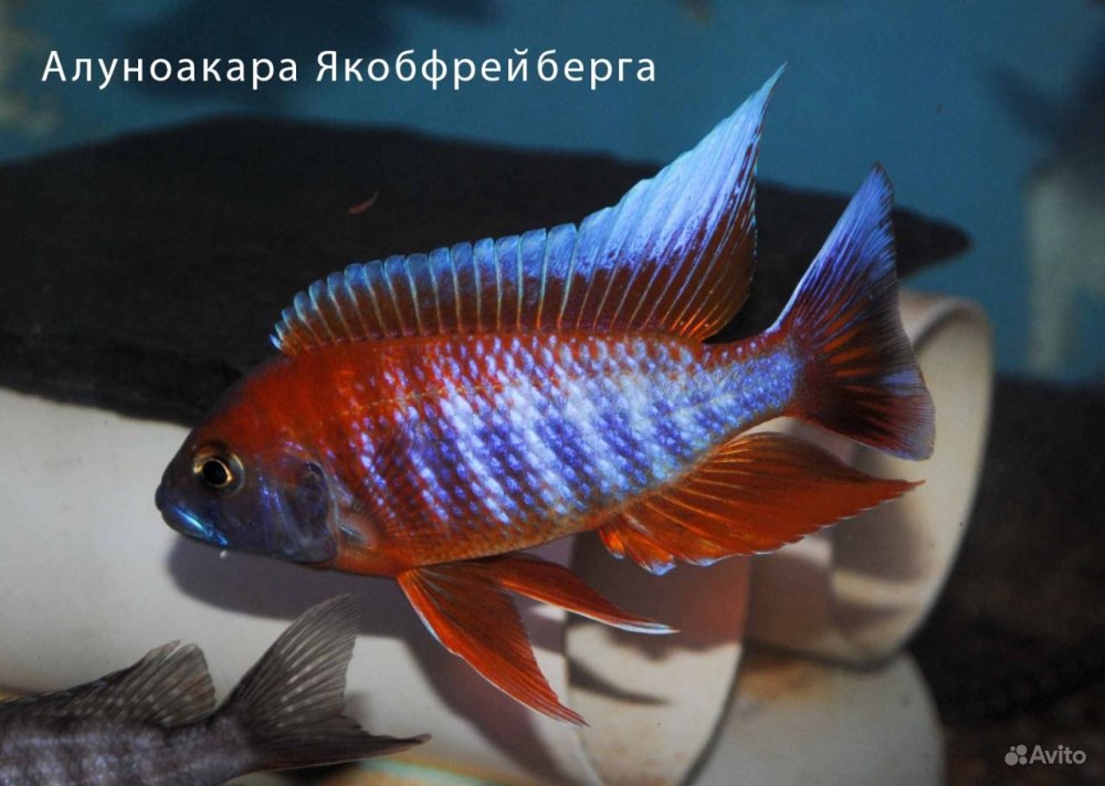 Аулонокара Якоба Фрайберга красная