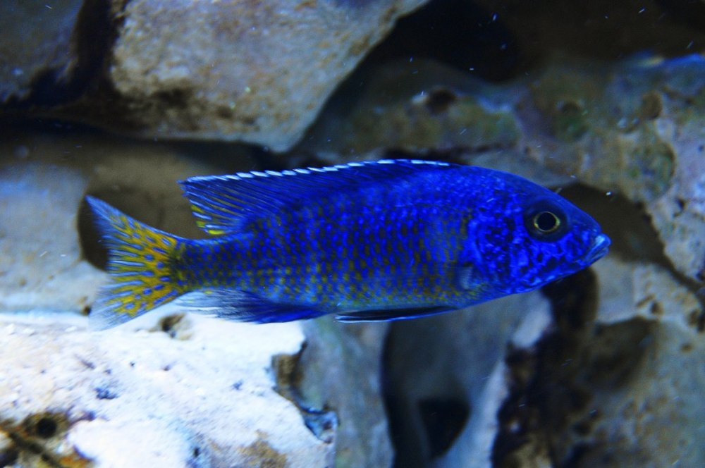 Аулонокара Орхидея мультиколор