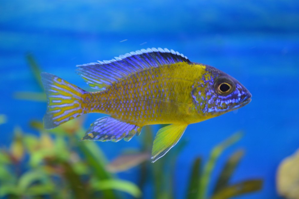 Аулонокара Стюартгранти