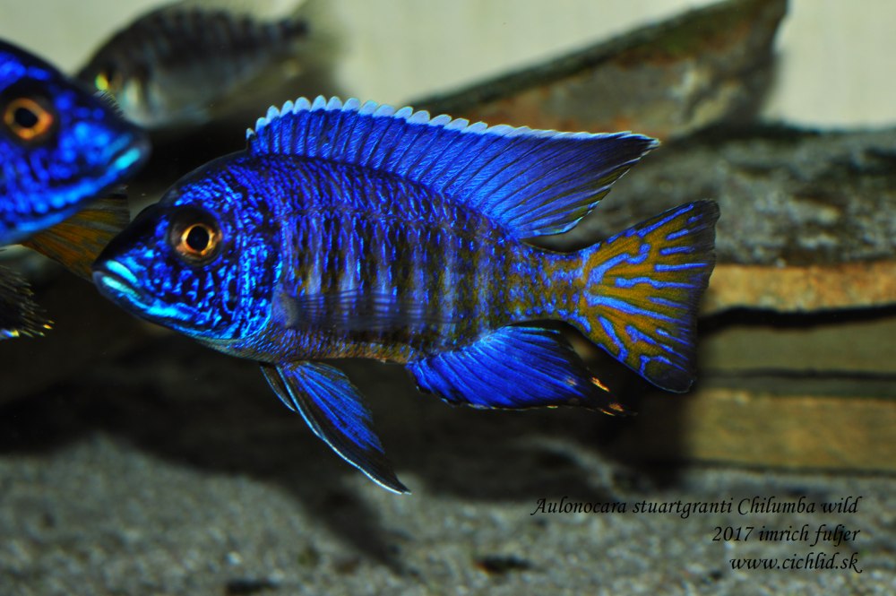 Аулонокара чилумба