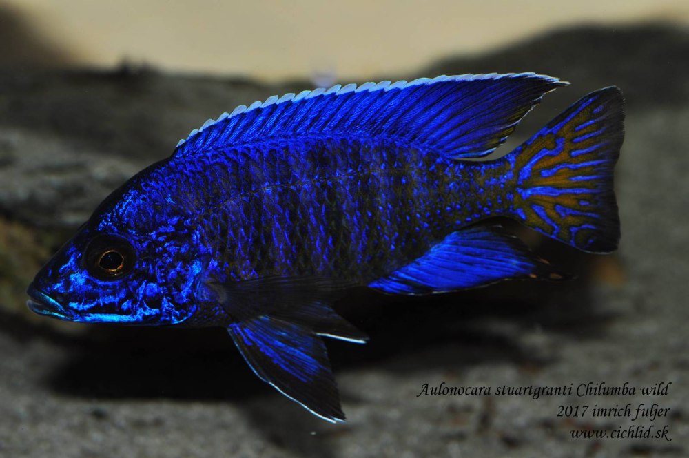 Аулонокара чилумба