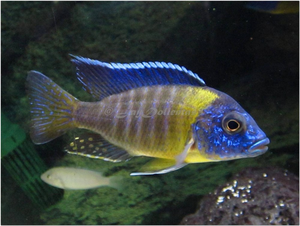 Цихлиды Малави Королева Ньяса