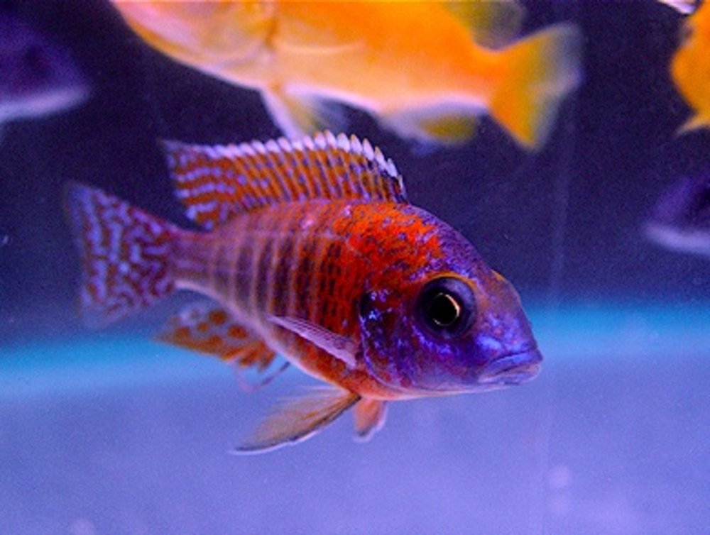 Аулонокара Ньяса Рубин