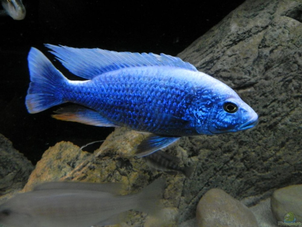 Аулонокара чилумба