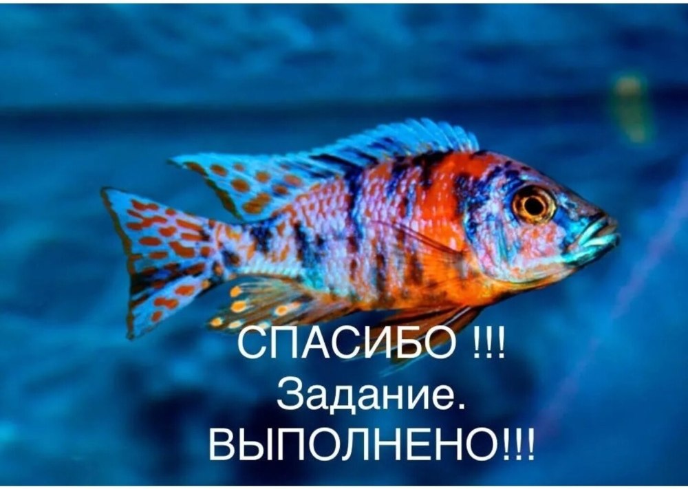 Аулонокара Ньяса Рубин