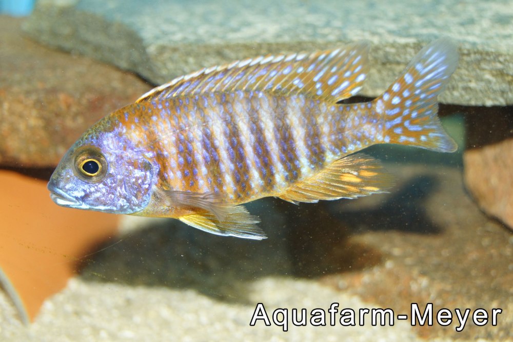 Северная Аулонокара