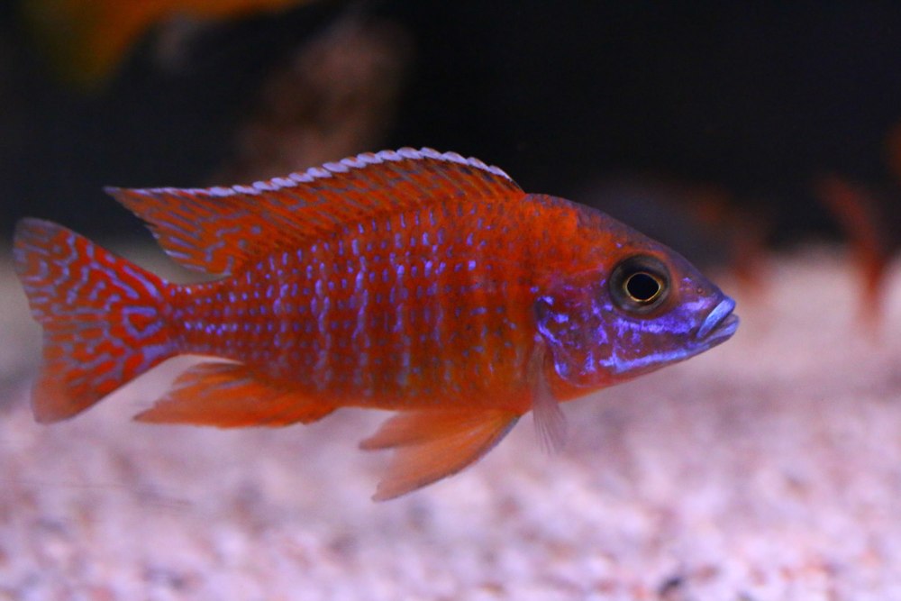 Аулонокара ред Рубин