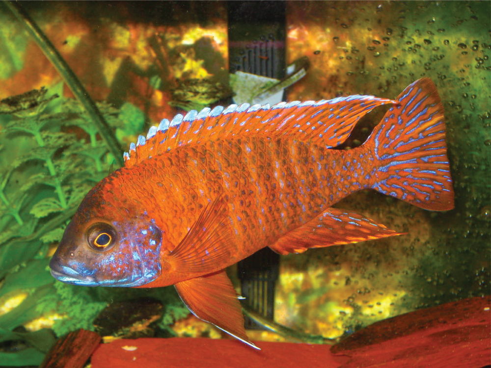 Аулонокара Ньяса