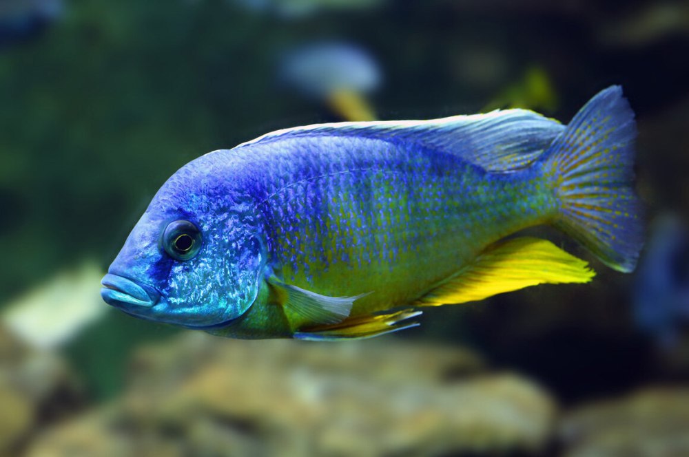 Голубая Панда рыбка