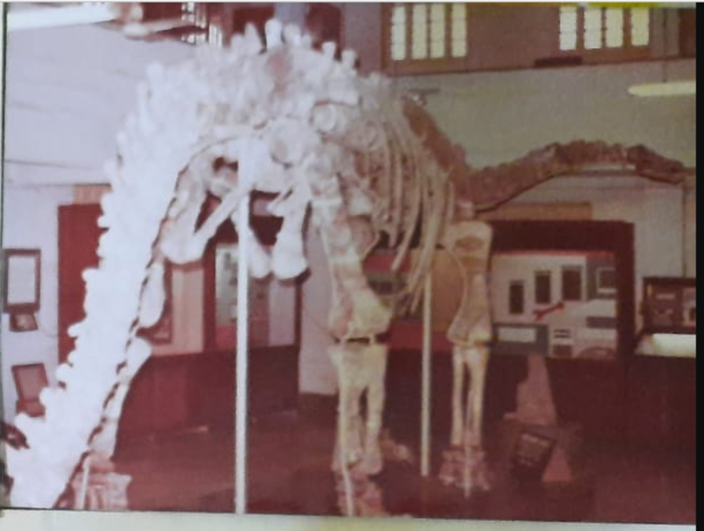 Barapasaurus tagorei