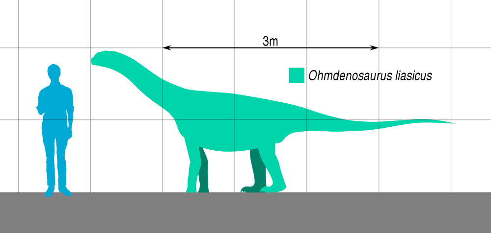 Ohmdenosaurus liasicus