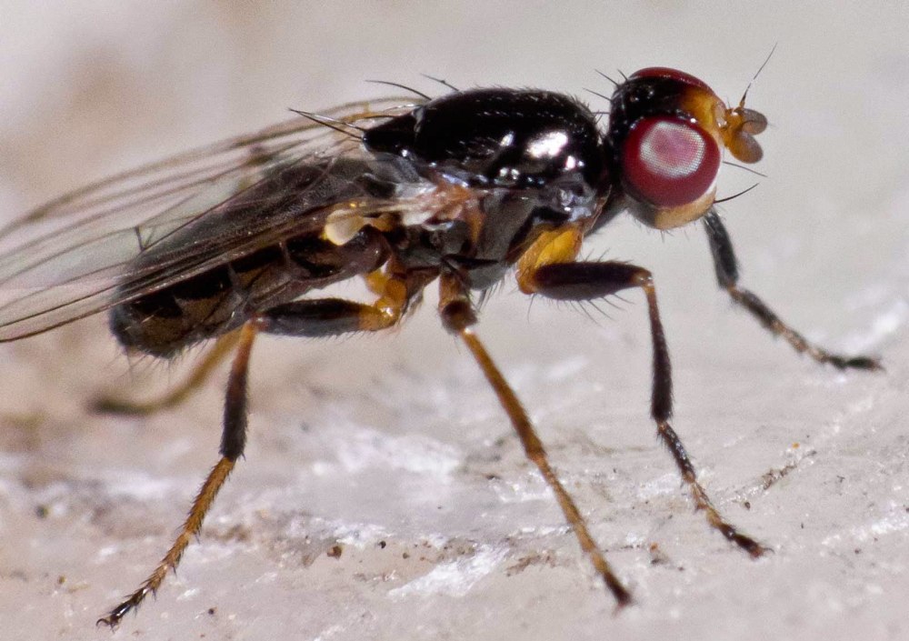 Piophilidae личинки