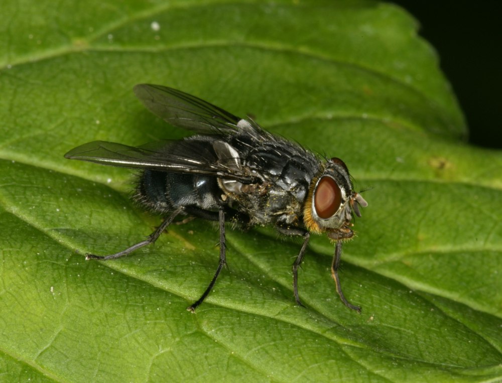 Синяя мясная Муха Calliphora erythrocephala