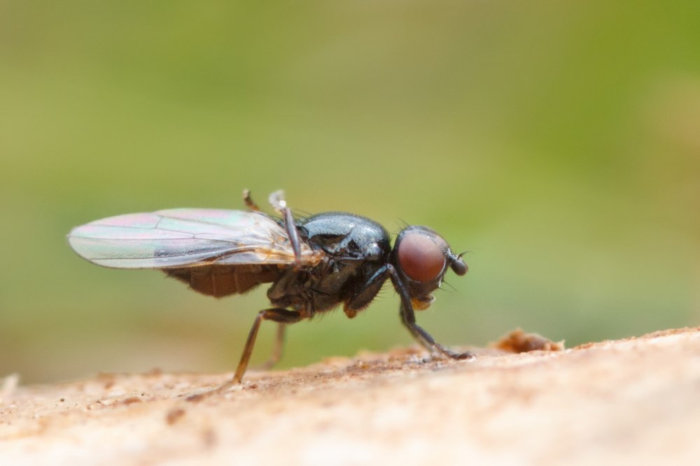Сырные мухи (Piophila casei)