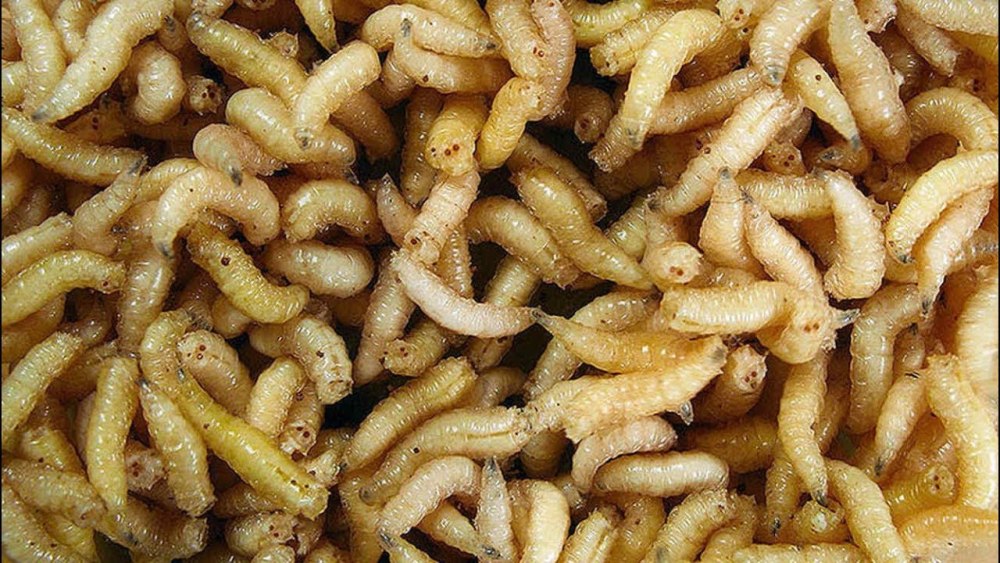 Личинки мясных мух опарыши