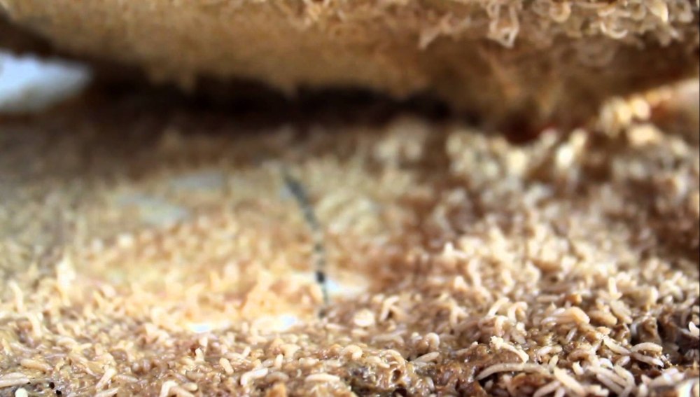 Maggot Cheese