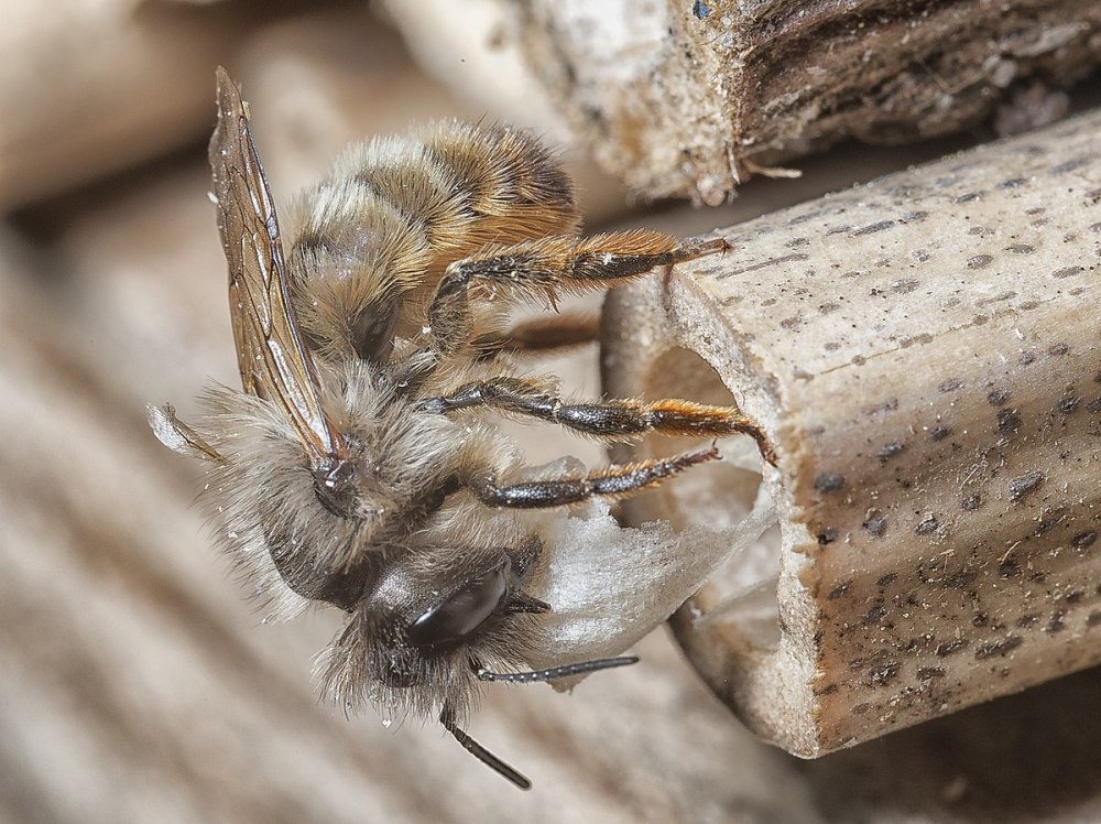 Osmia bicornis
