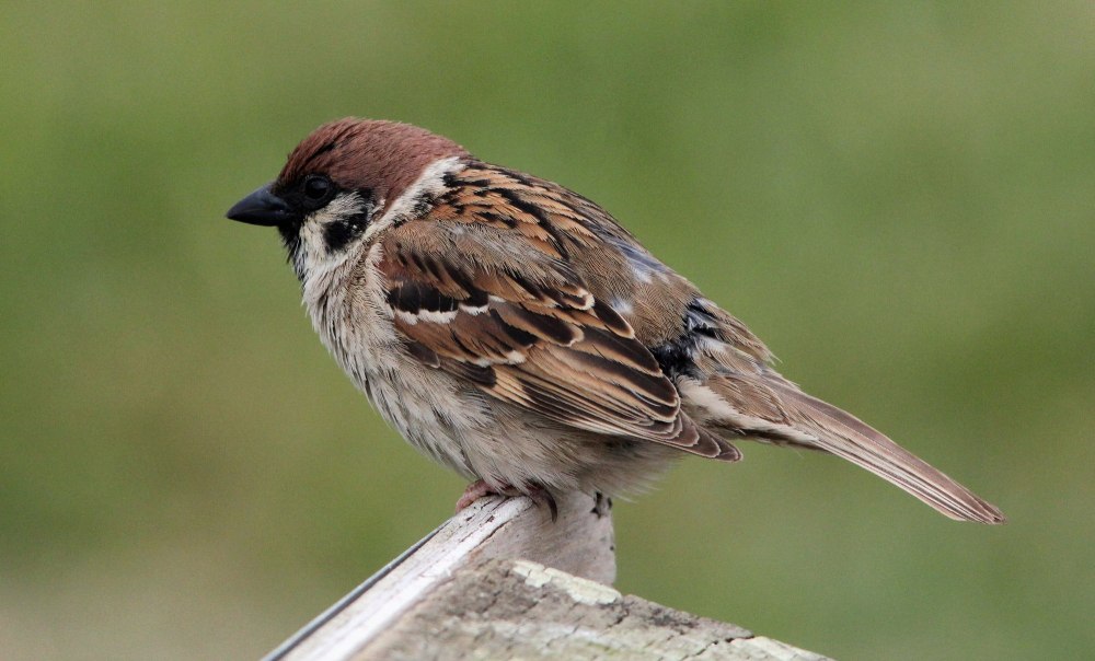Полевой Воробей (passer montanus)