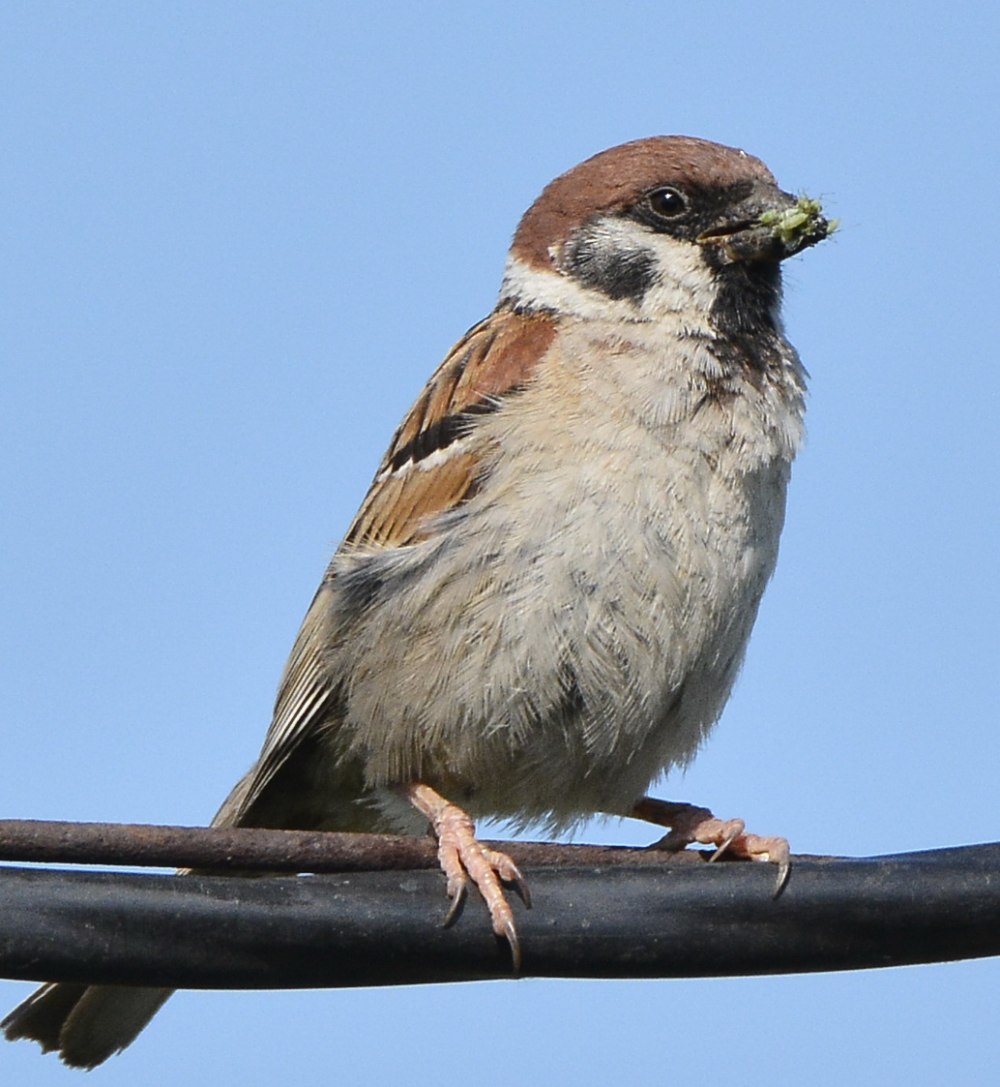 Полевой Воробей (passer montanus)