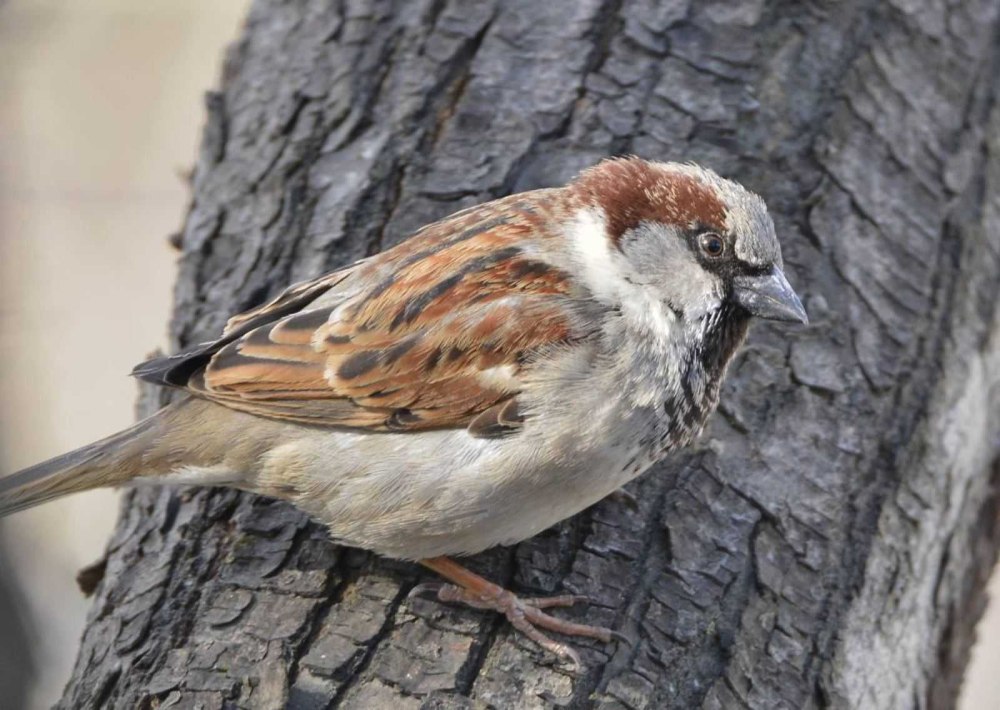 Воробей домовый passer domesticus