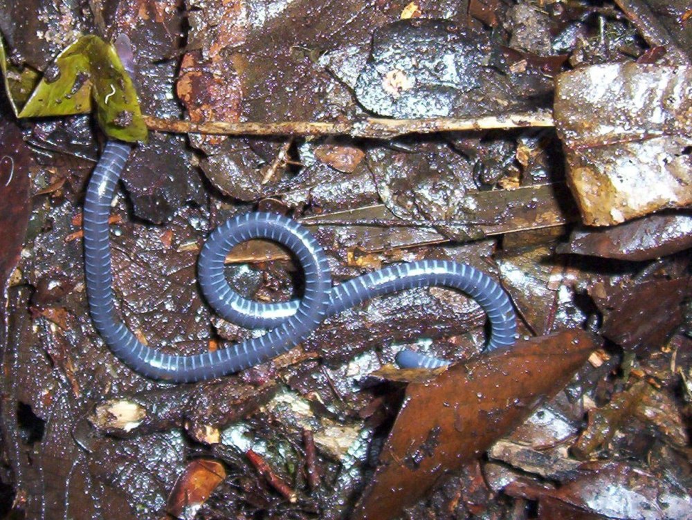 Afrocaecilia taitana