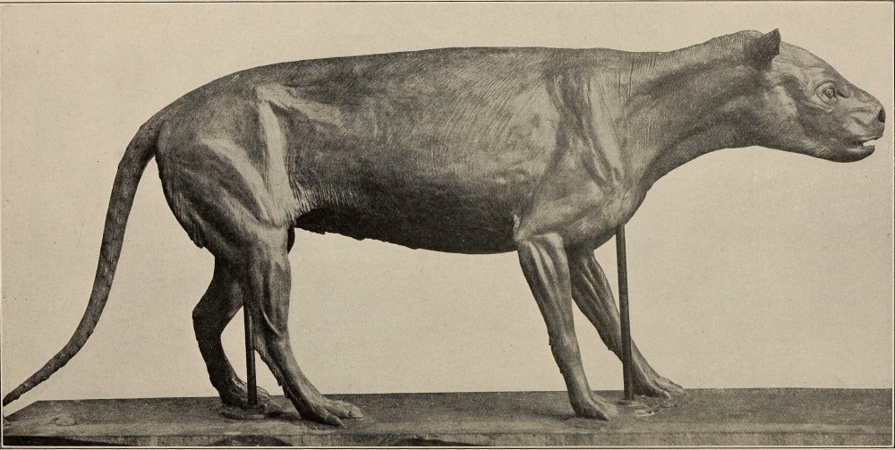 Merycoidodon