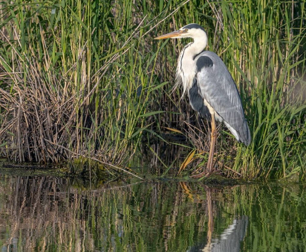 Птица Ardea cinerea