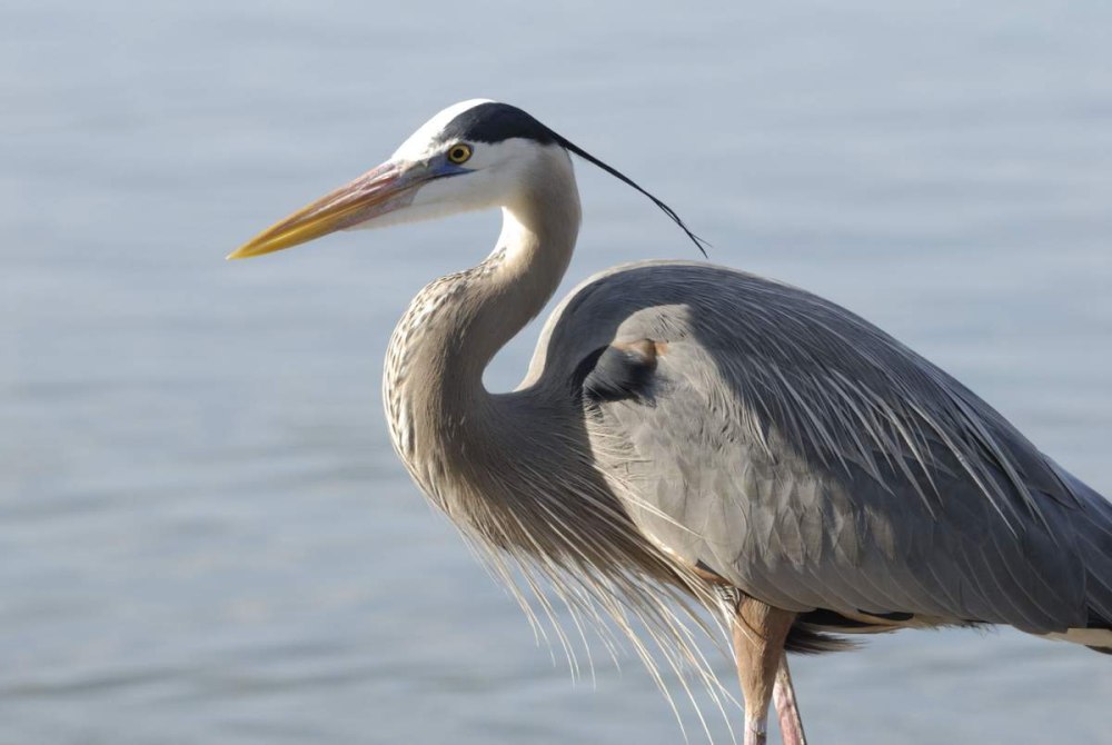 Great Blue Heron птица
