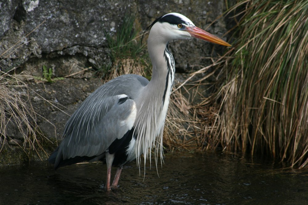 Птица Ardea cinerea