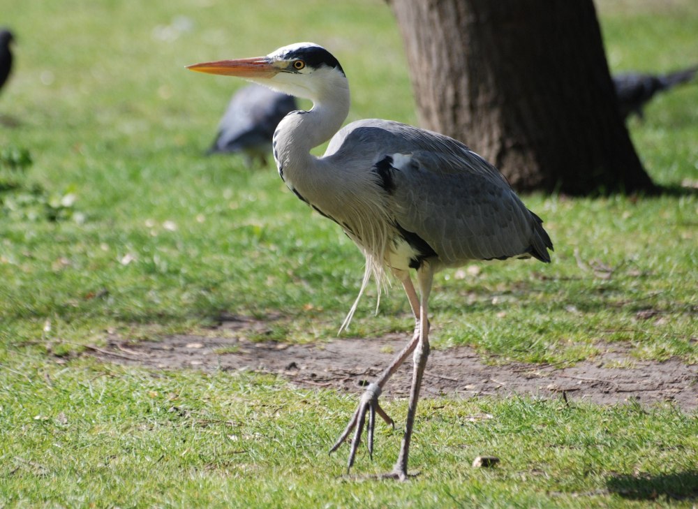 Черношейная цапля Ardea melanocephala