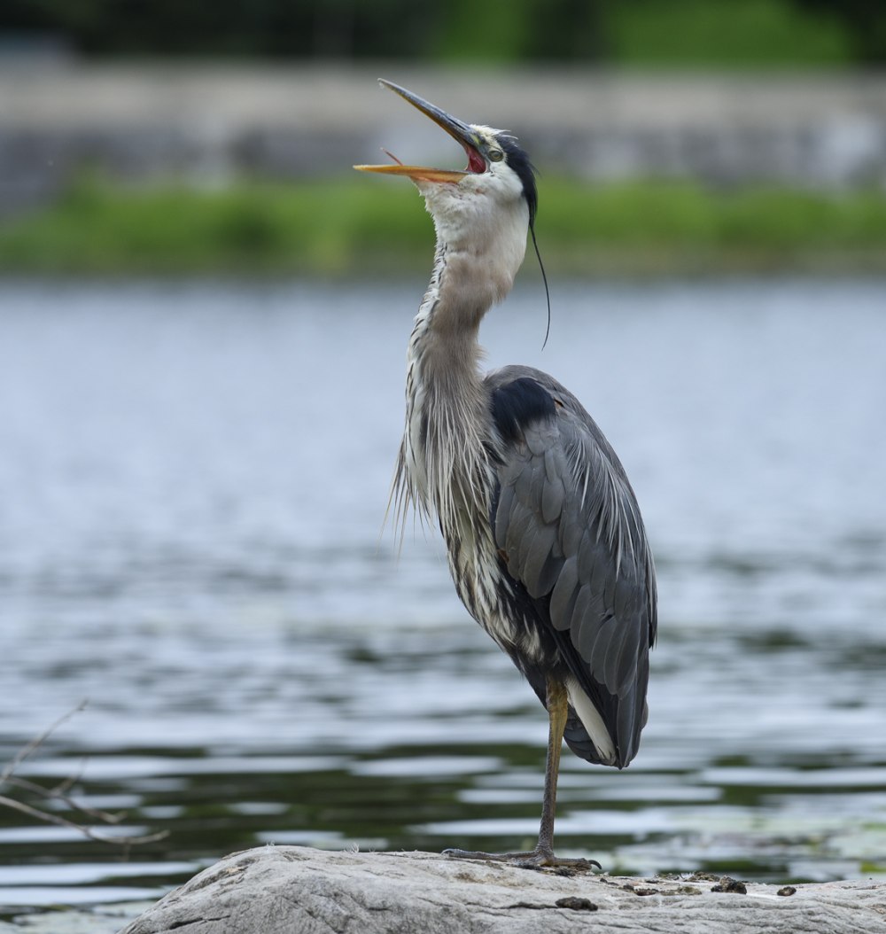 Ardea herodias