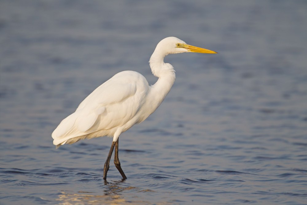 Большая белая цапля (лат. Ardea Alba)