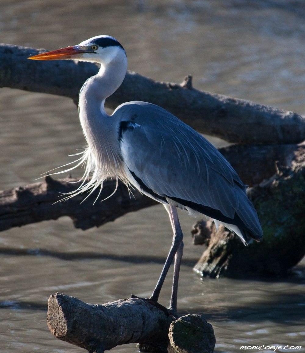 Птица Ardea cinerea