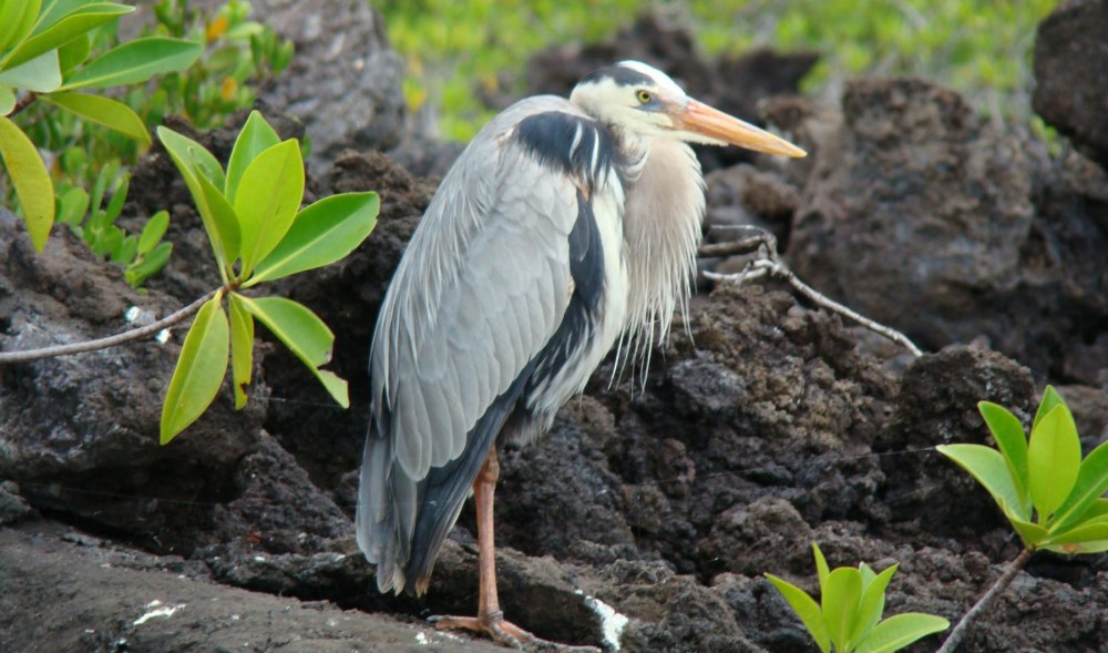 Galapagos great Blue Heron Bird