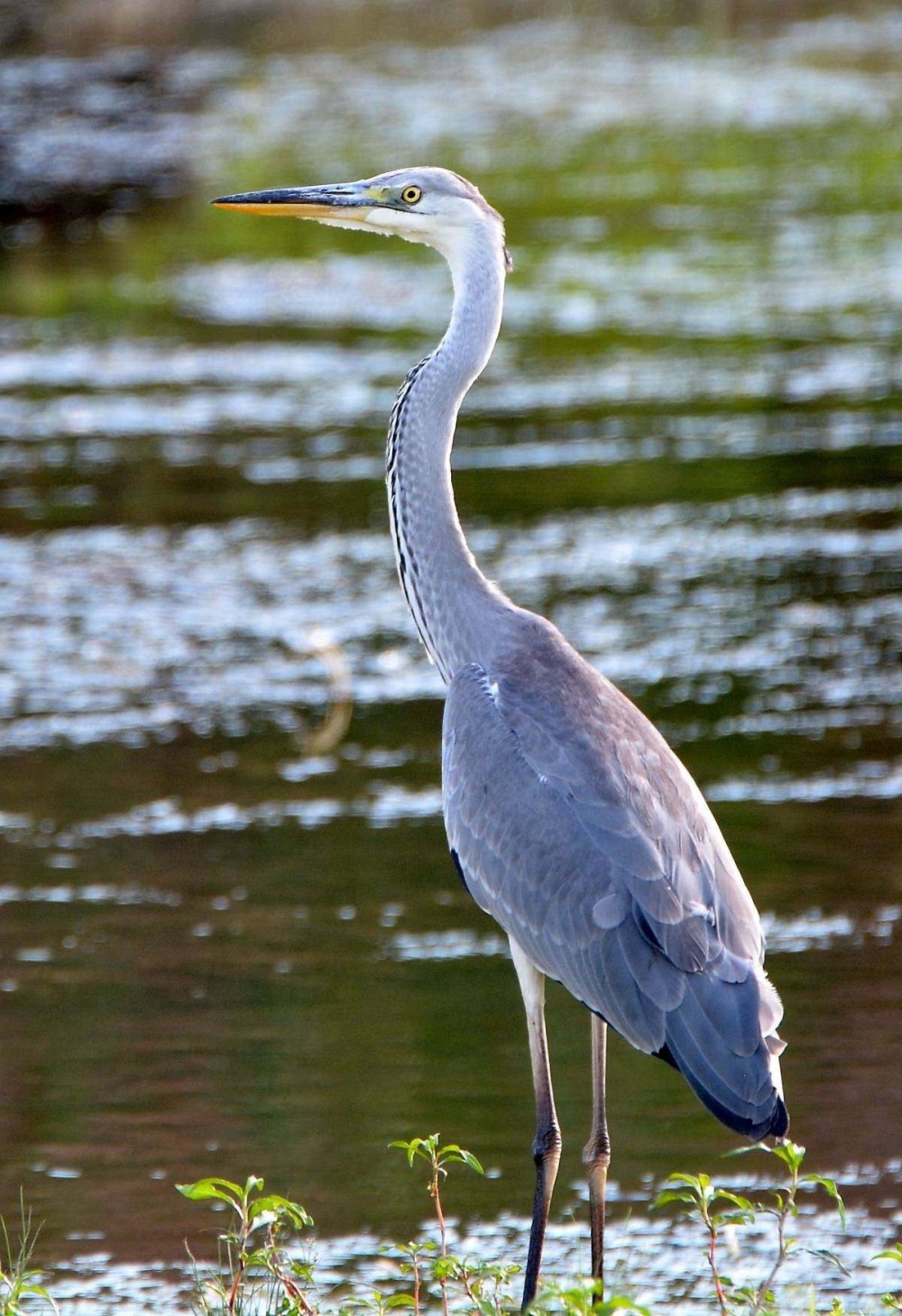 Серая цапля (Ardea cinerea)