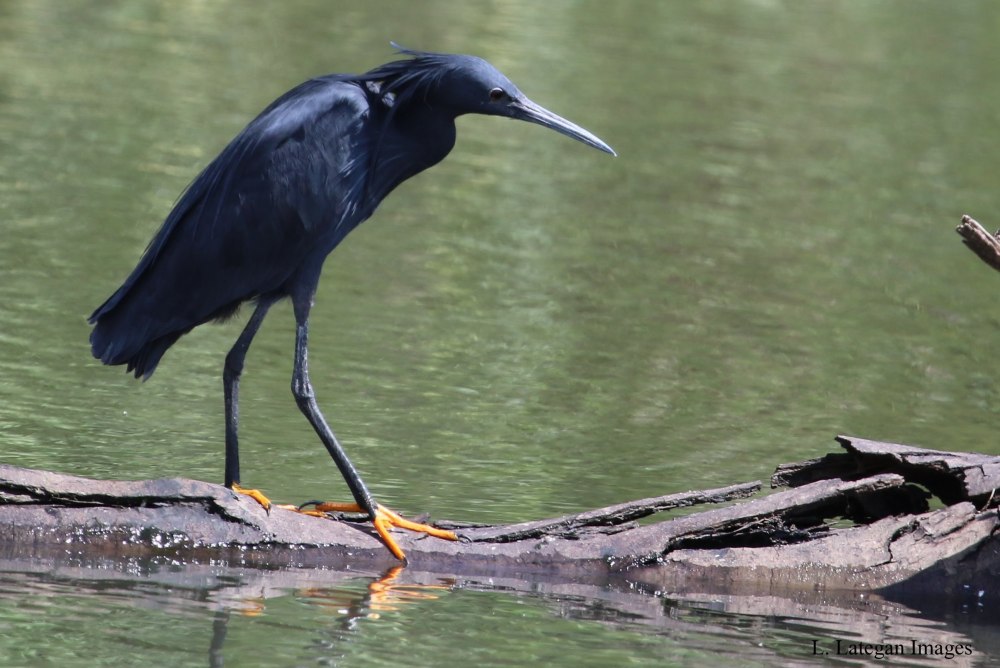 Egretta ardesiaca