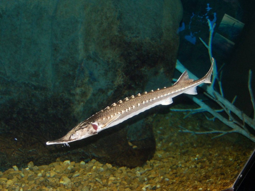 Севрюга (Acipenser stellatus)